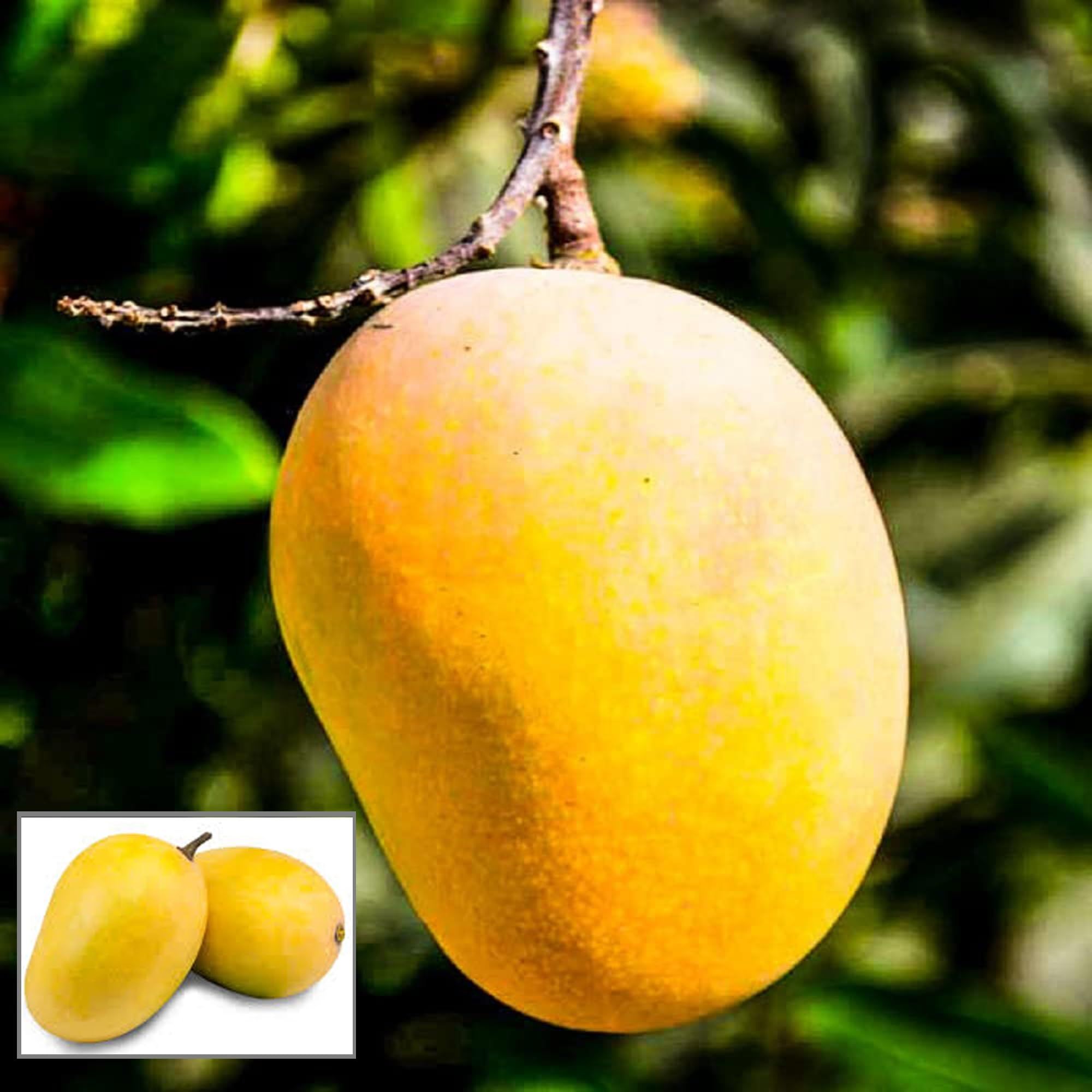 Anwar Ratol Rataul Mango Aam Grafted Fruit Plant (1.5-3 Feet Height) - The Nursery Live