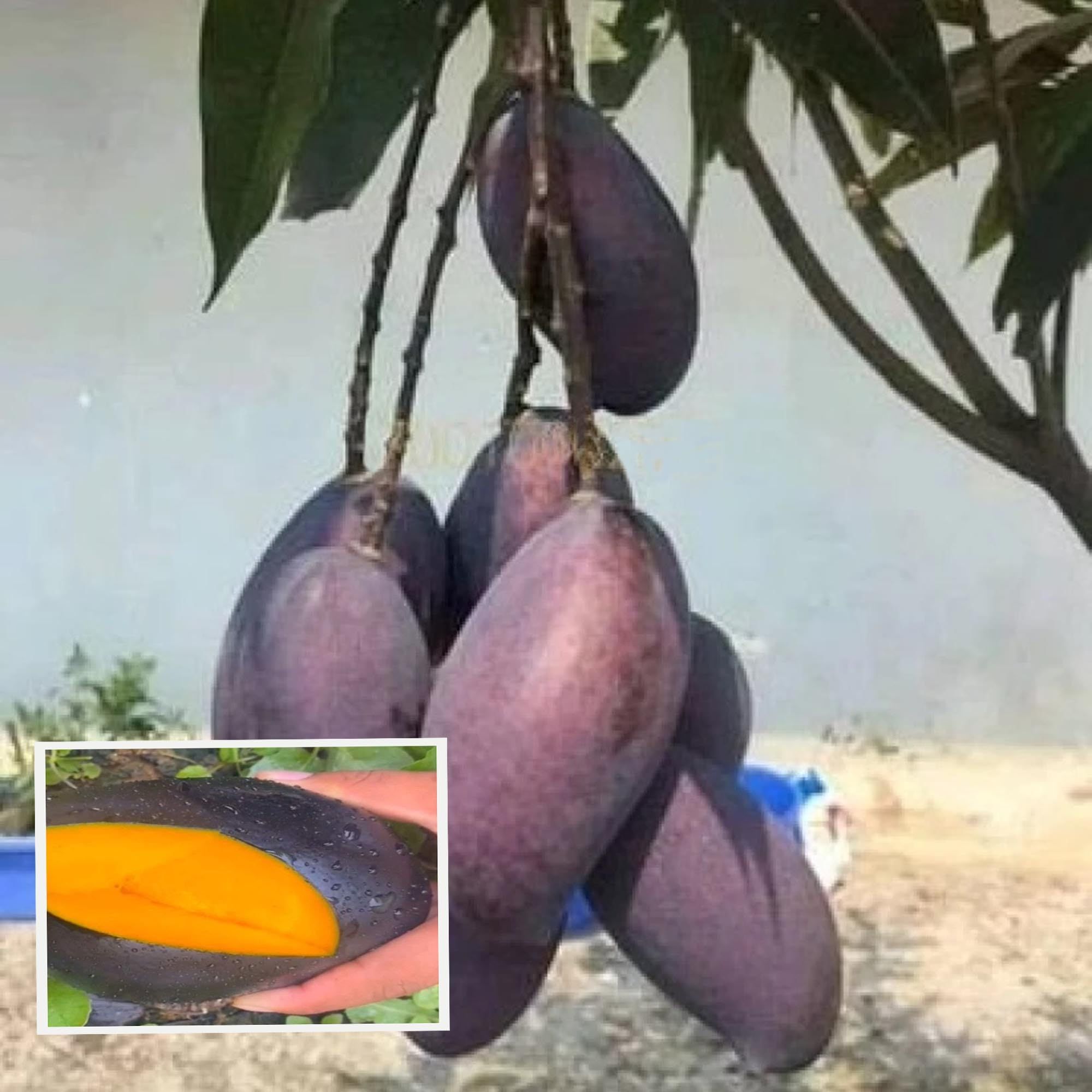 Kasturi Mango Aam Grafted Fruit Plant (1.5-3 Feet Height) - The Nursery Live