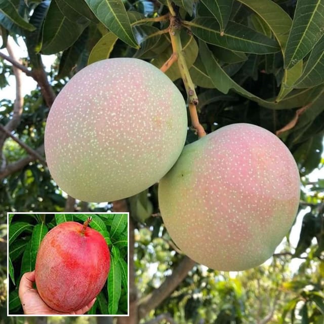 R2E2 Mango Aam Grafted Fruit Plant (1.5-3 Feet Height) - The Nursery Live
