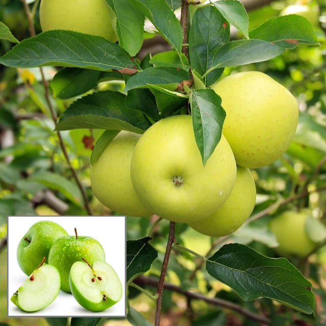 Granny Smith Green Apple Seb Grafted Fruit Plant (1.5-3 Feet Height) - The Nursery Live