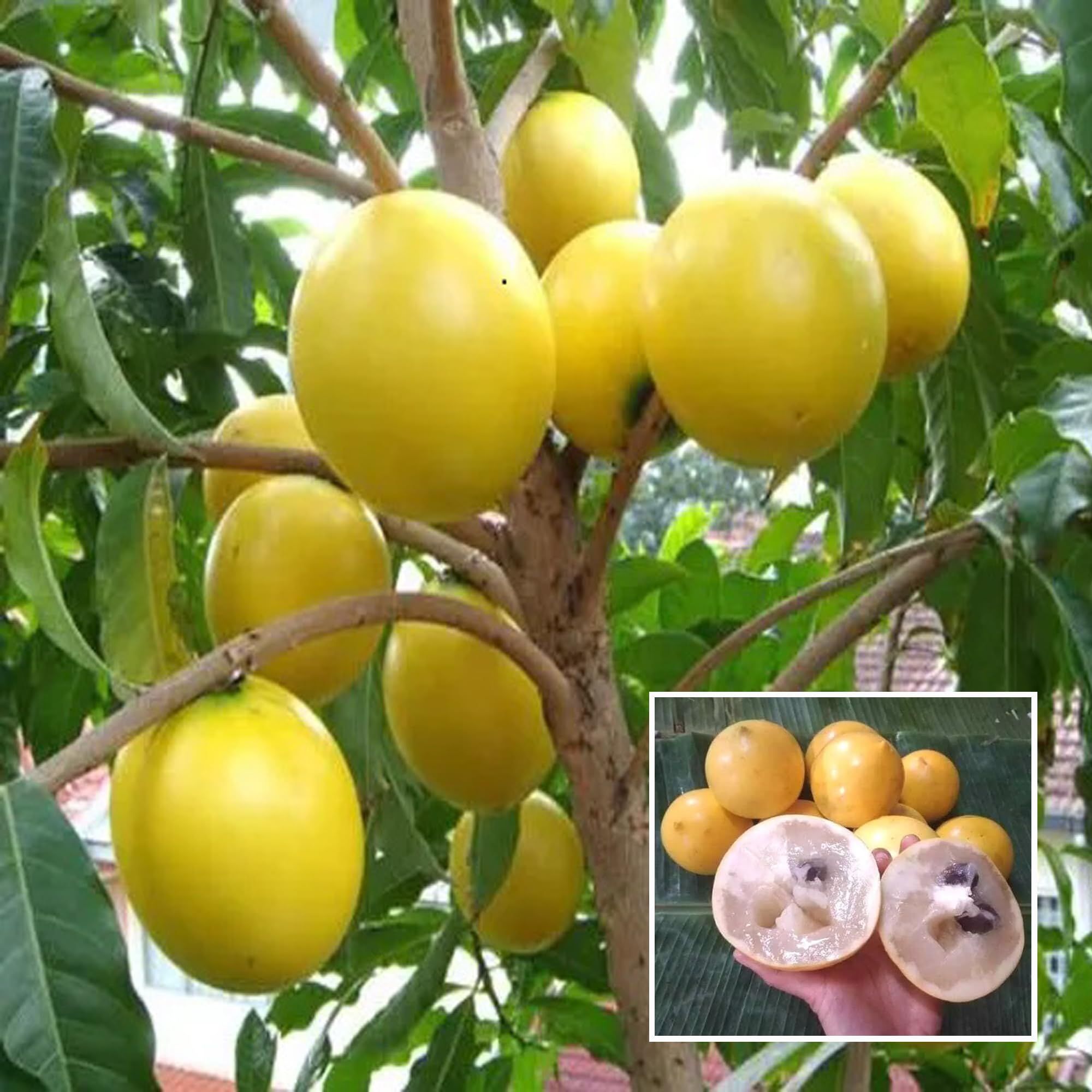 Abiu Pouteria Caimito Fruit Plant (1.5-3 Feet Height) - The Nursery Live