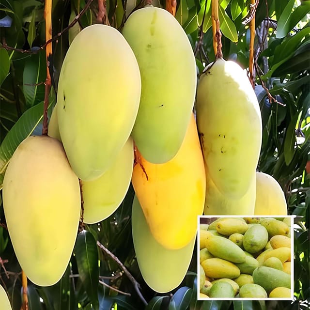 Saranga Mango Aam Grafted Fruit Plant (1.5-3 Feet Height) - The Nursery Live