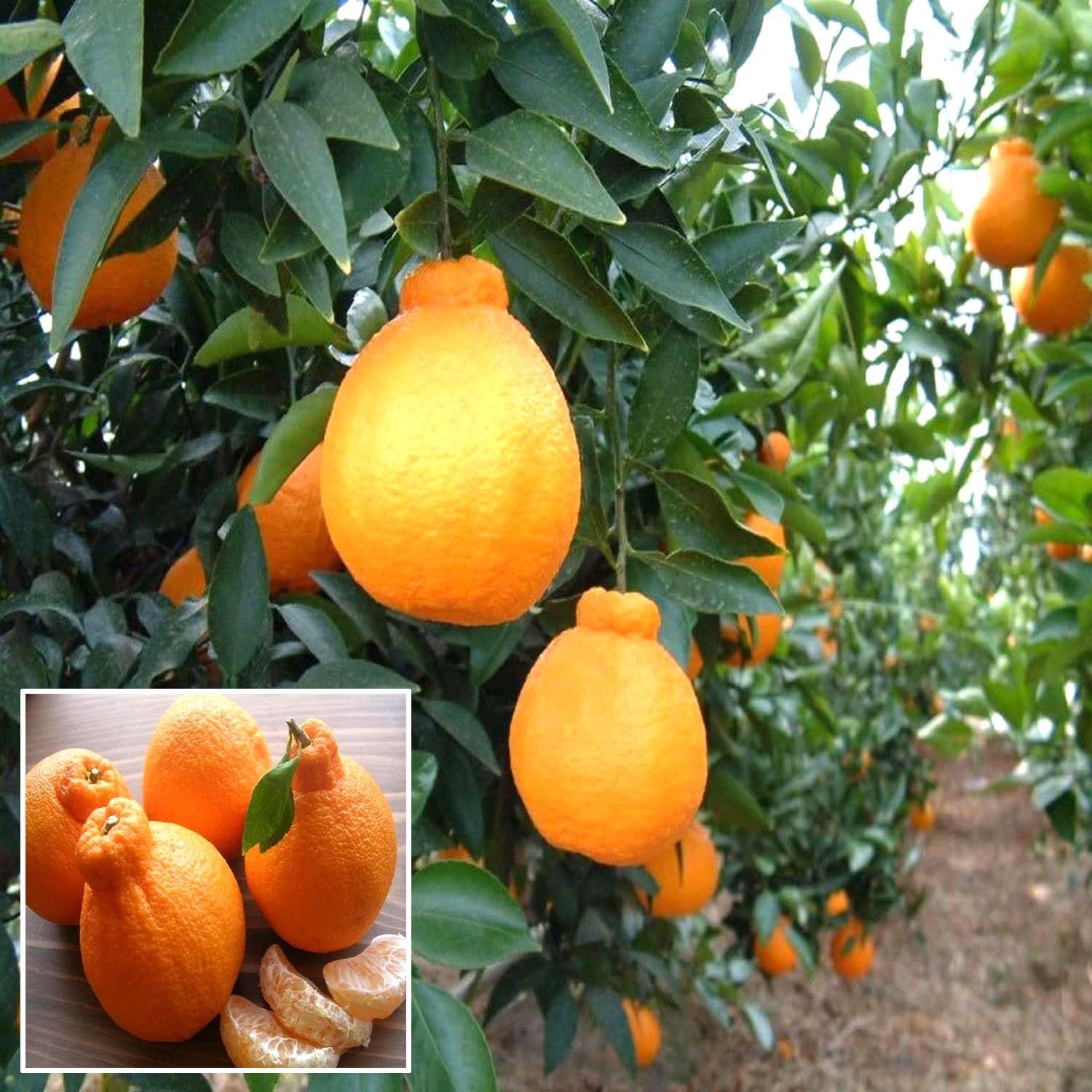 Dekopon Orange Santra Grafted Fruit Plant (1.5-2 Feet Height) - The Nursery Live