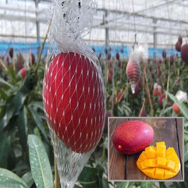 Miyazaki Egg OF Sun Taiyo No Tamago Mango Aam Grafted Fruit Plant (1.5-3 Feet Height) - The Nursery Live