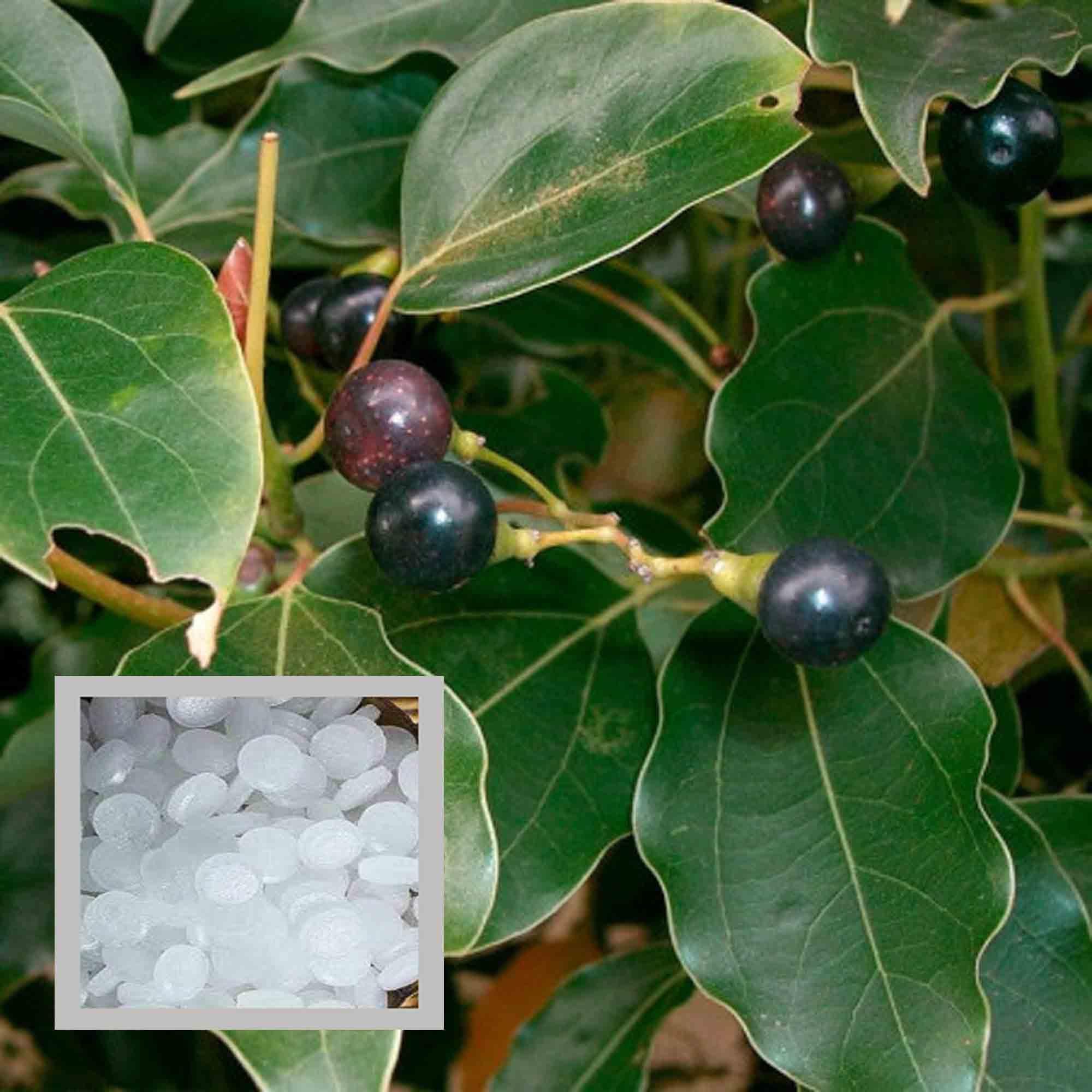 Kapoor Cinnamomum Camphora Kapur Plant (1.5-3 Feet Height) - The Nursery Live