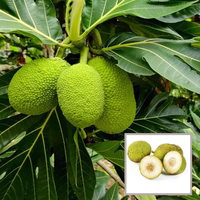 Bread Fruit Plant (1.5-3 Feet Height) - The Nursery Live Bread Fruit Plant (1.5-3 Feet Height) - The Nursery Live
