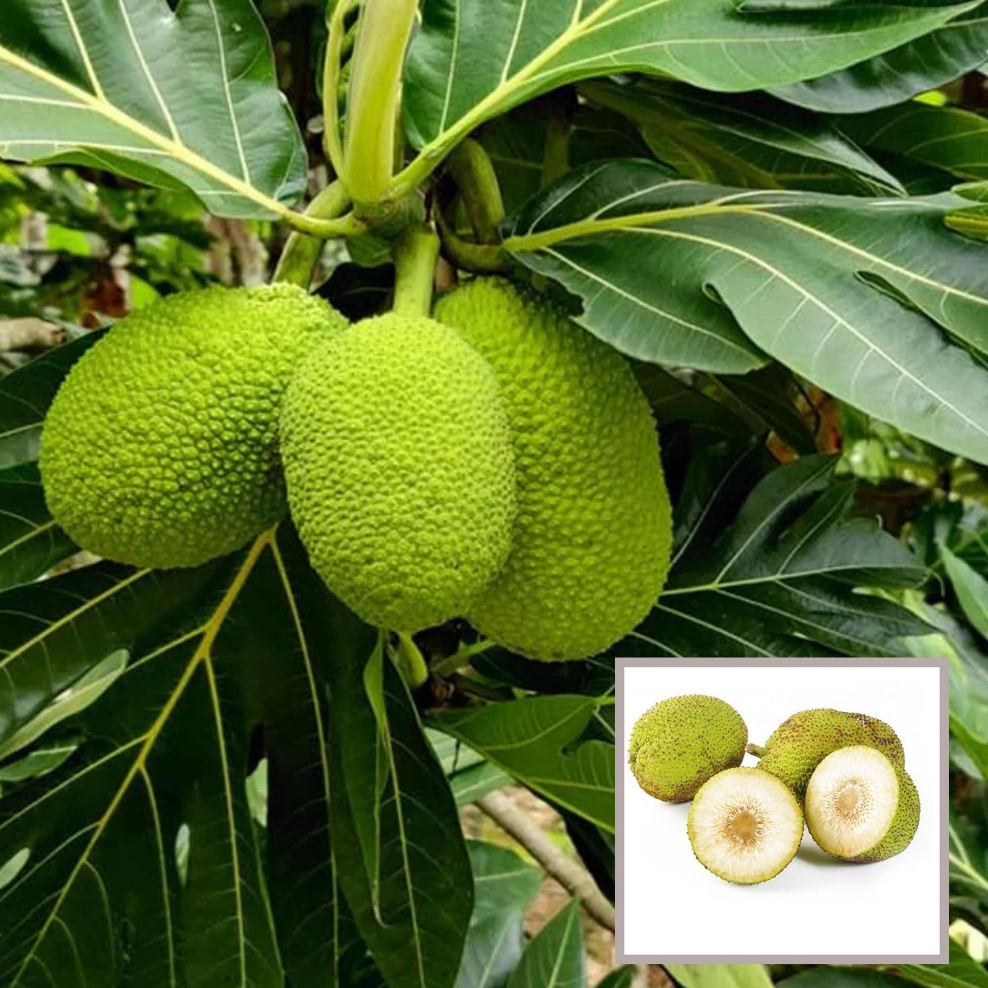Bread Fruit Plant (1.5-3 Feet Height) - The Nursery Live