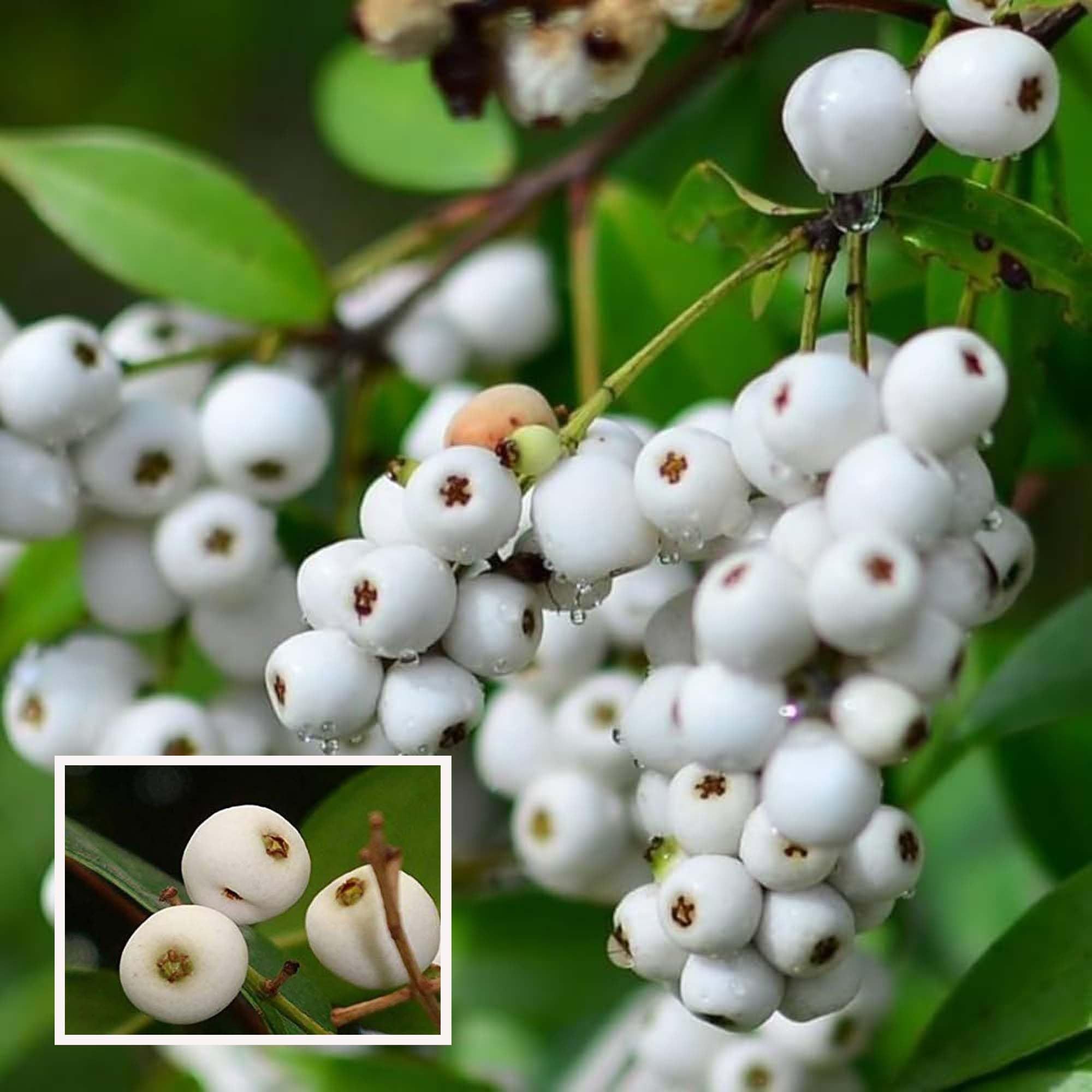 Cat Eye Fruit Plant (1.5-3 Feet Height) - The Nursery Live