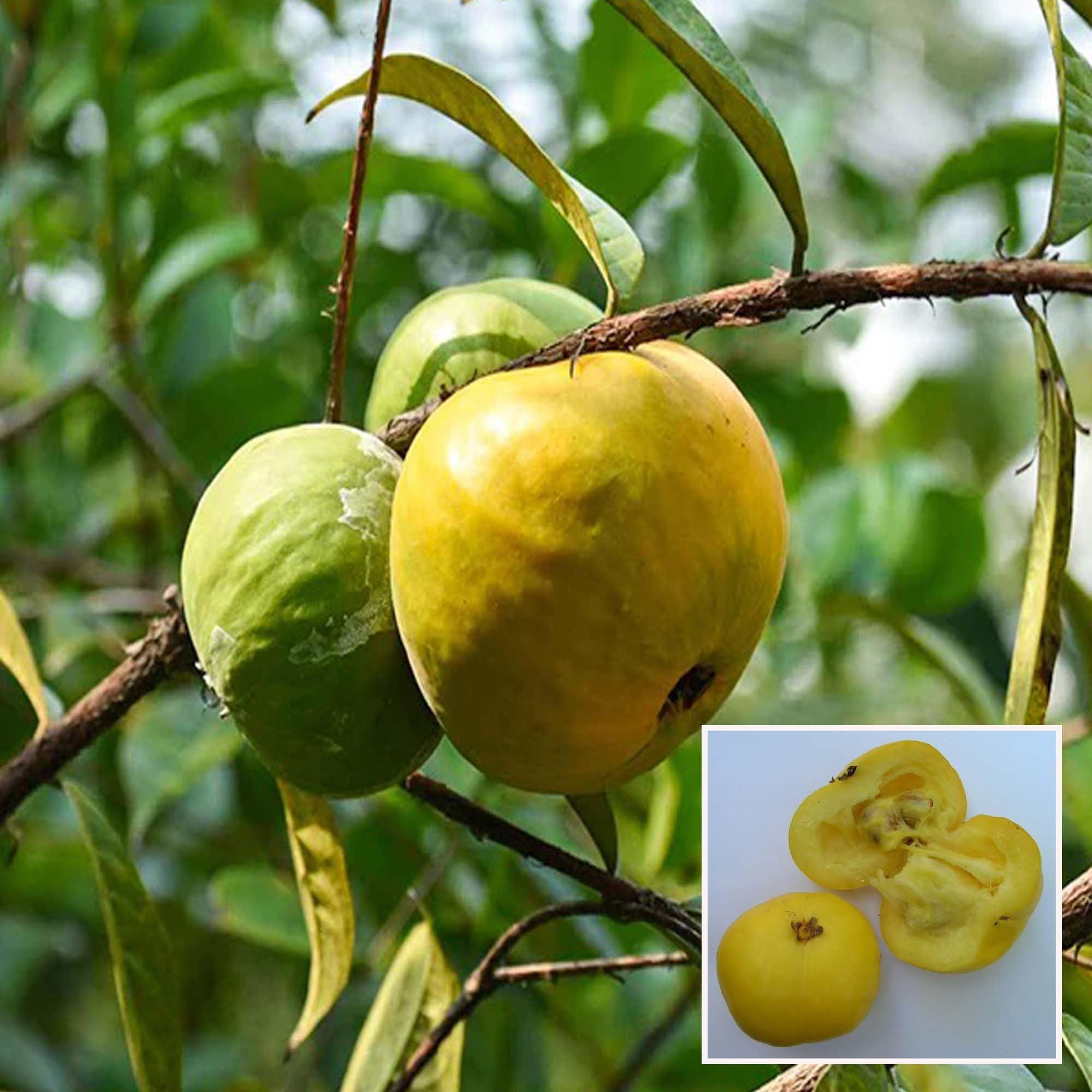 Araza Boi Fruit Plant (1.5-3 Feet Height) - The Nursery Live