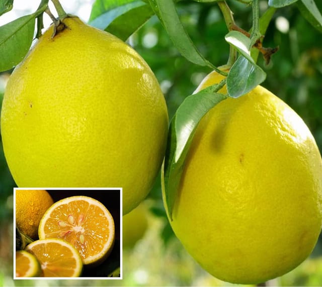 Nimbu Big Size ball Pati Lemon Nimbu Layering/Grafted Fruit Plant (1-2 Feet Height) - The Nursery Live