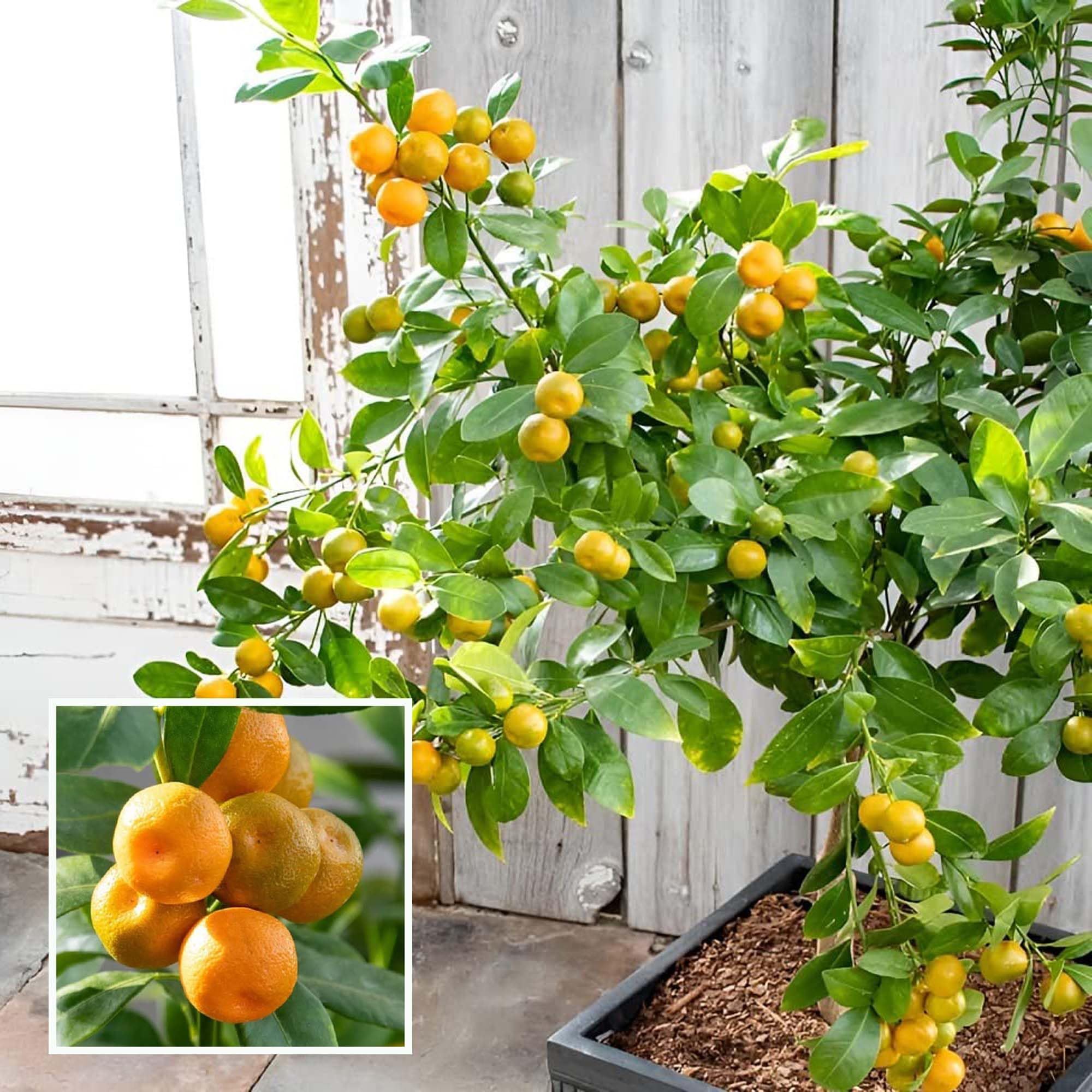 Nimbu Cot Sour All Time Lemon Nimbu Layering/Grafted Fruit Plant (1-2 Feet Height) - The Nursery Live