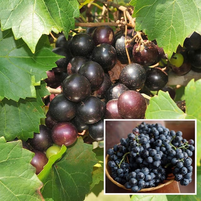 Black Grapes Angoor Layering/Grafted Fruit Plant - The Nursery Live Black Grapes Angoor Layering/Grafted Fruit Plant - The Nursery Live