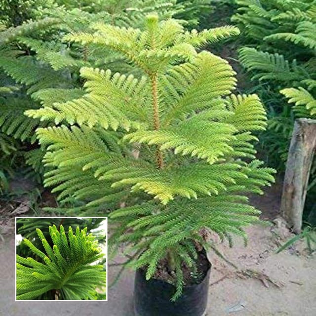 Christmas Tree Araucaria Heterophylla Jhau Ornamental Plant (1.5-3 Feet Height) - The Nursery Live