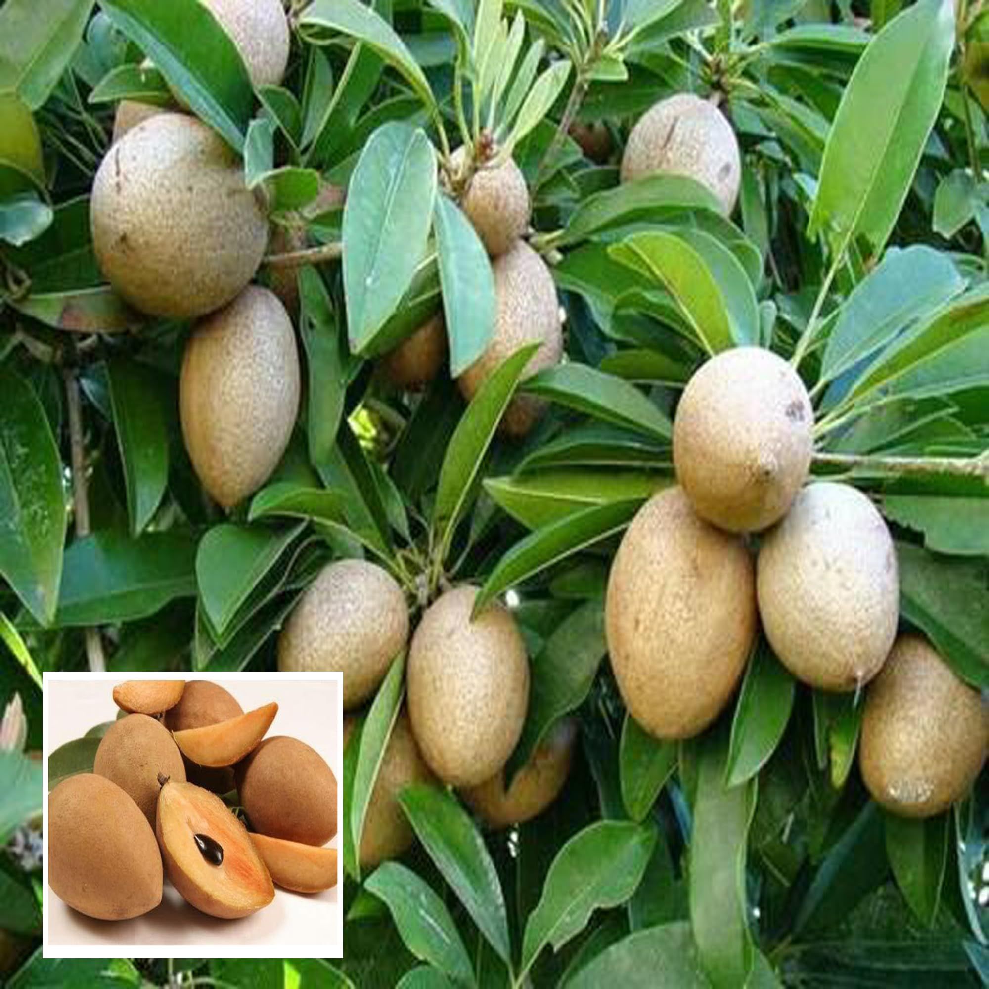 Thai Kalapatti Chikoo Sapota Grafted Fruit Plant (1.5-3 Feet Height) - The Nursery Live
