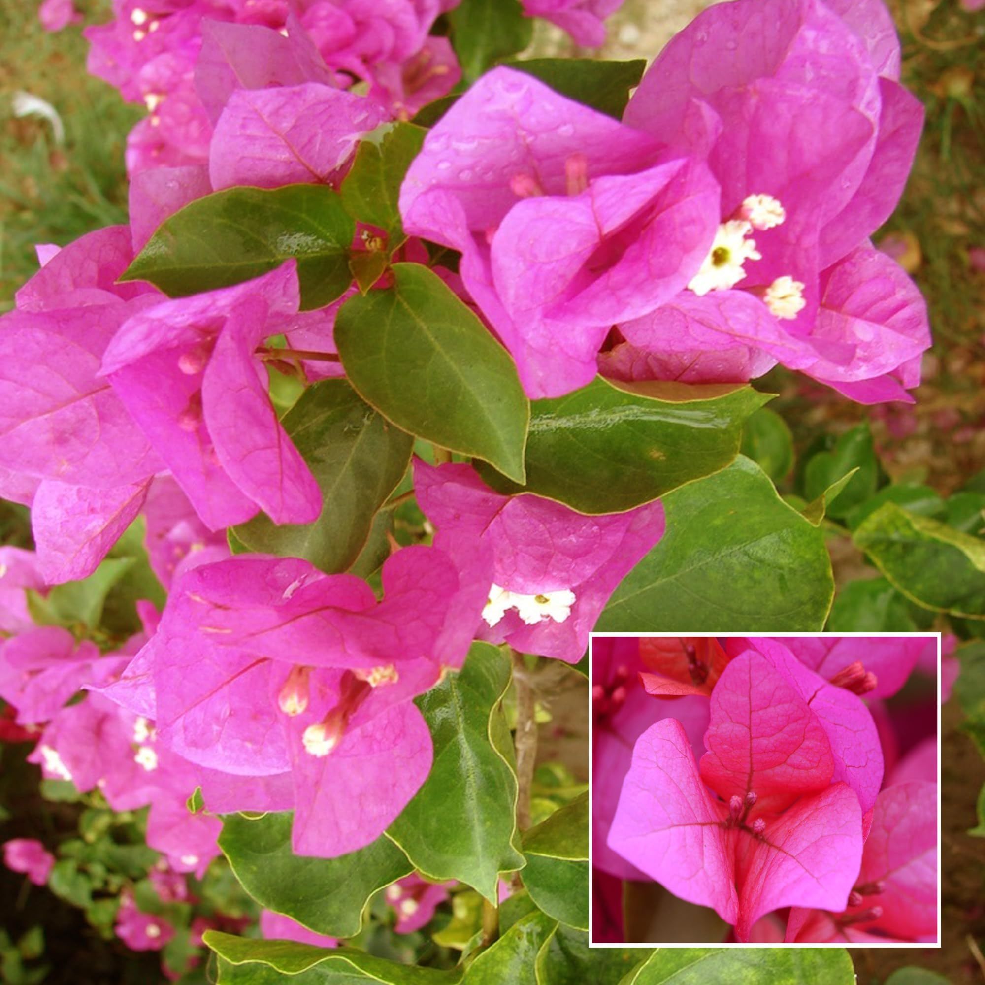 Pink Colour Bougainvillea Kagoj Ful Shrubs Flower Plant (1-2 Feet Height) - The Nursery Live