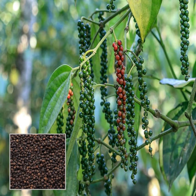 Black Pepper Nigrum Gol Mirch Kali Mirch Spice Plant (1.5-3 Feet Height) - The Nursery Live Black Pepper Nigrum Gol Mirch Kali Mirch Spice Plant (1.5-3 Feet Height) - The Nursery Live