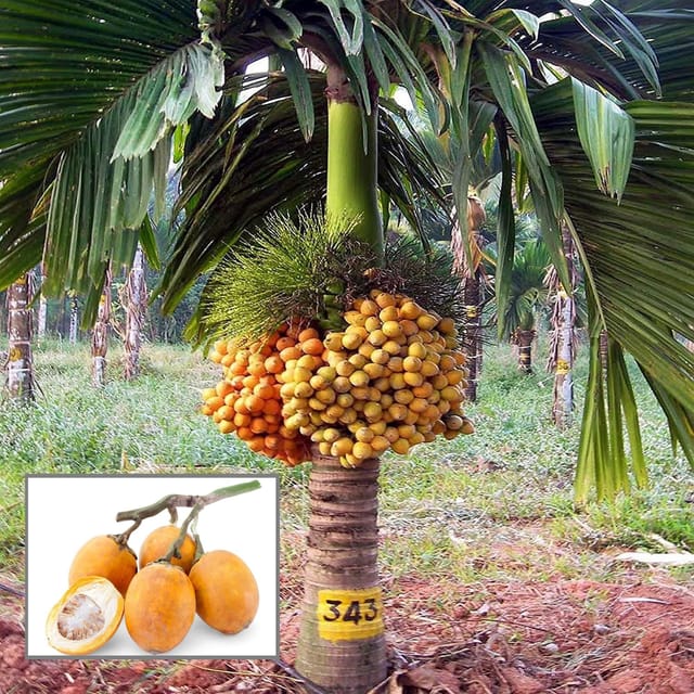 Inter Mangala Arecanut Betel Nut Supari Hybrid Dwarf Fruit Plant (1.5-3 Feet Height) - The Nursery Live