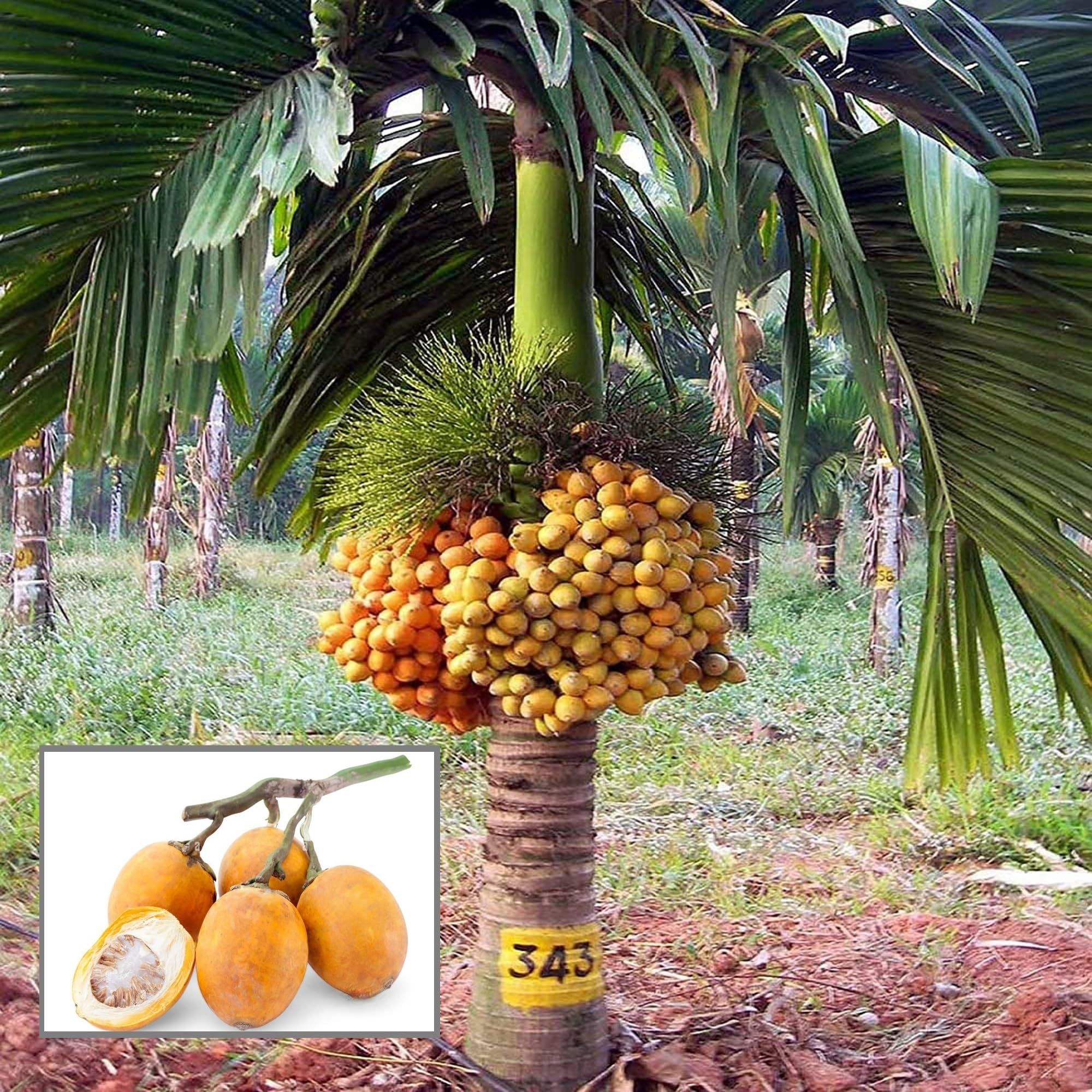 Inter Mangala Arecanut Betel Nut Supari Hybrid Dwarf Fruit Plant (1.5-3 Feet Height) - The Nursery Live