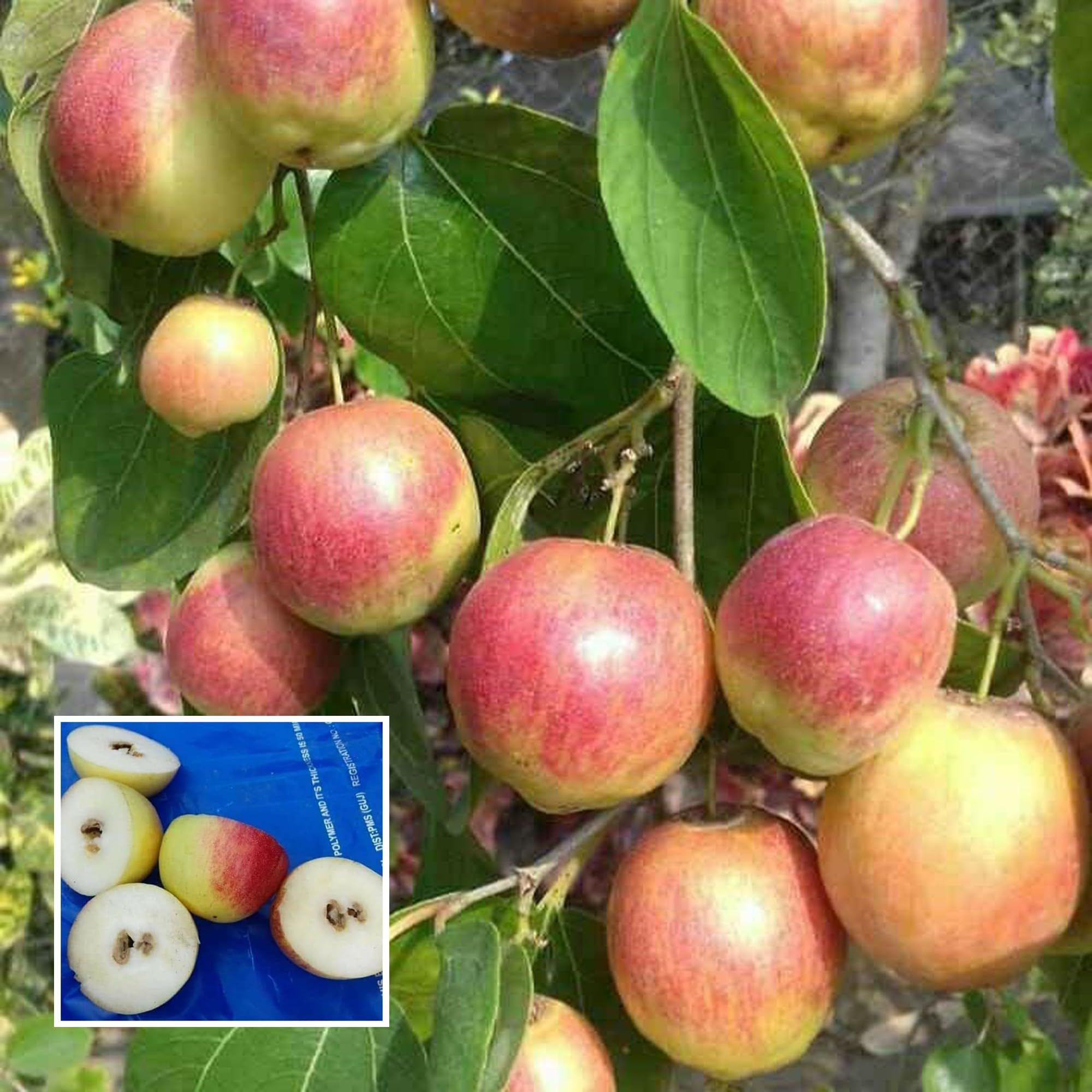 Seedless Apple Ber Jujube Kul Grafted Fruit Plant (1-2 Feet Height) - The Nursery Live