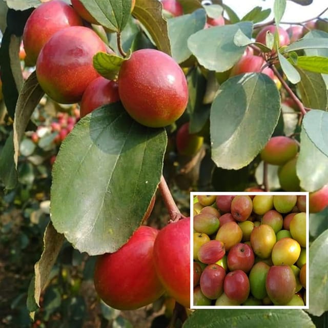 Red Sundari Apple Ber Jujube Kul Grafted Fruit Plant (1-2 Feet Height) - The Nursery Live