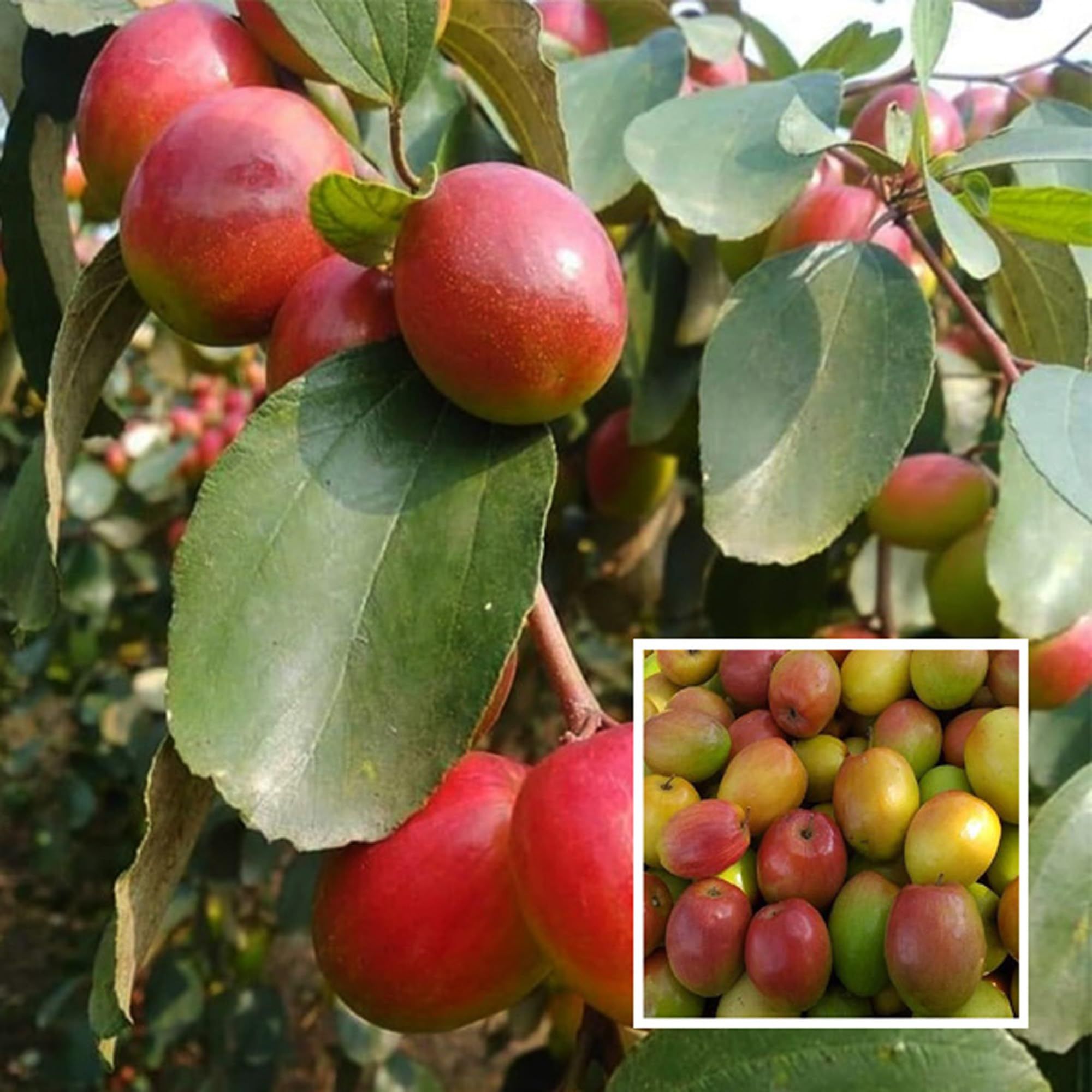 Red Sundari Apple Ber Jujube Kul Grafted Fruit Plant (1-2 Feet Height) - The Nursery Live