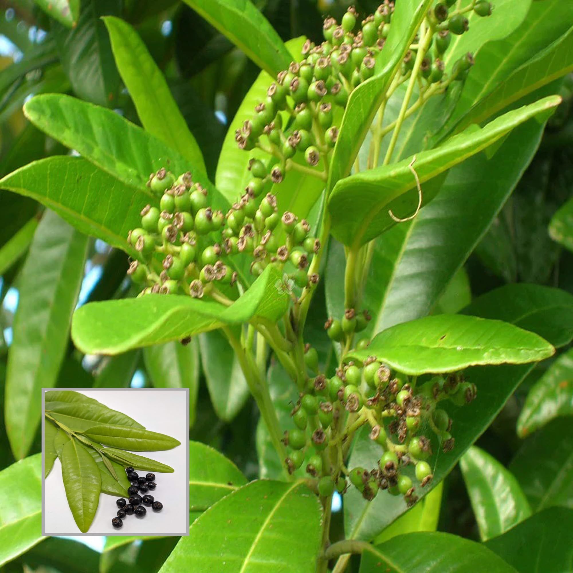 All Spice Pimenta Dioica Spice Scented Leaf Spice Plant (1.5-3 Feet Height) - The Nursery Live