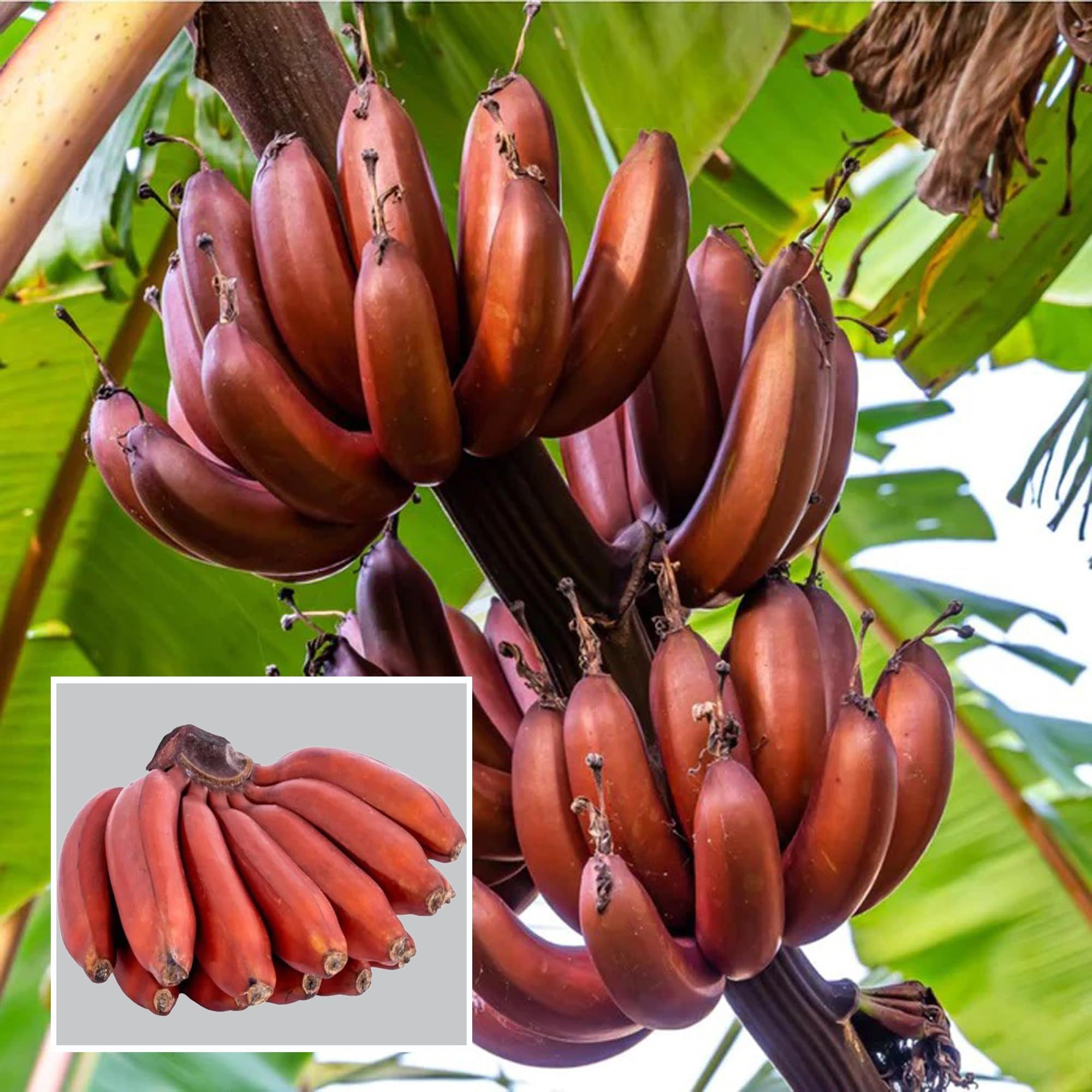 Red Banana Tissue Caltured Fruit Plant (1.5-2 Feet Height) - The Nursery Live