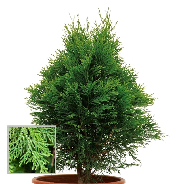 Thuja Orientalis Morpankhi Jhau Ornamental Plant (1.5-3 Feet Height) - The Nursery Live