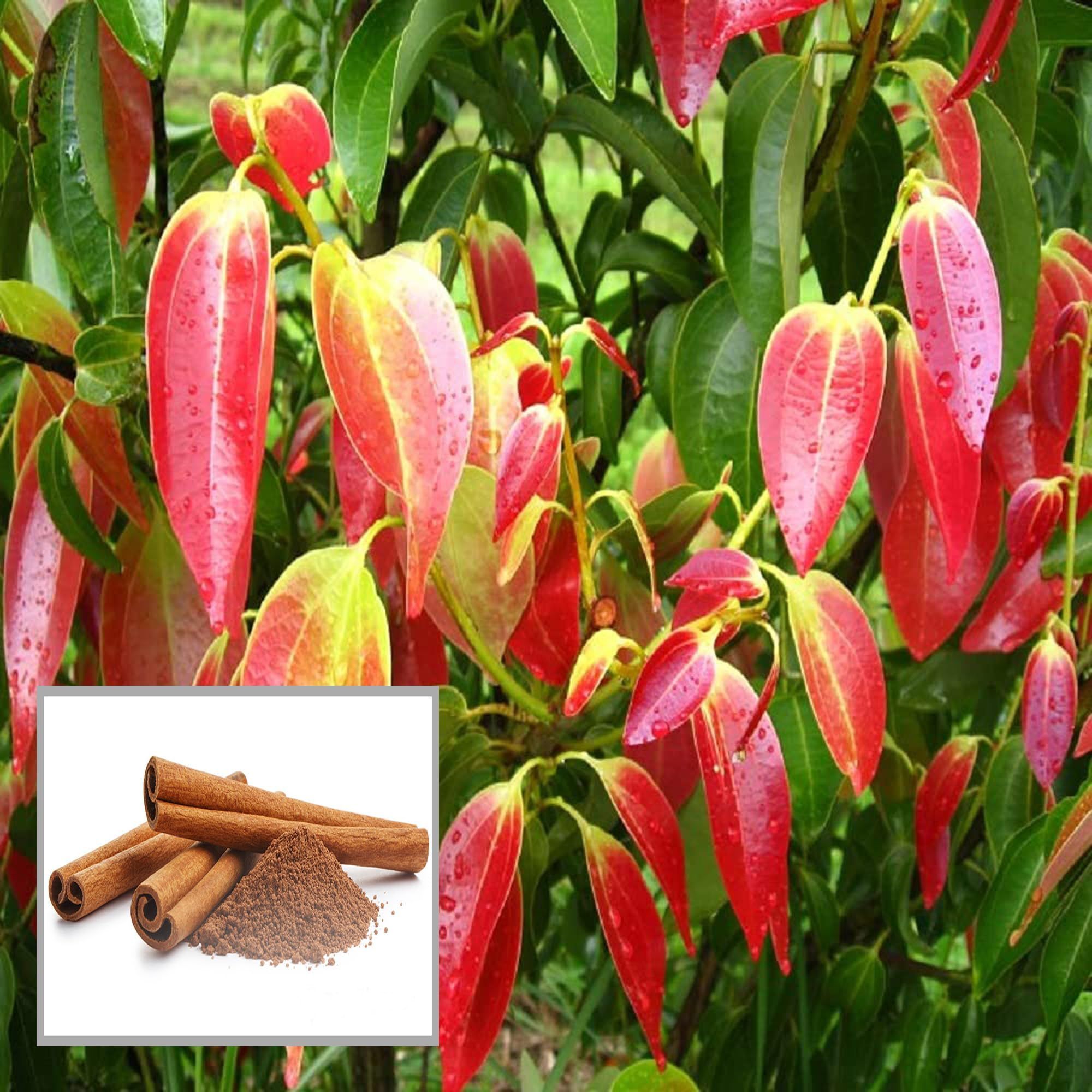 Dal Chini Karuvapatta Cinnamon Spice Plant (1.5-3 Feet Height) - The Nursery Live