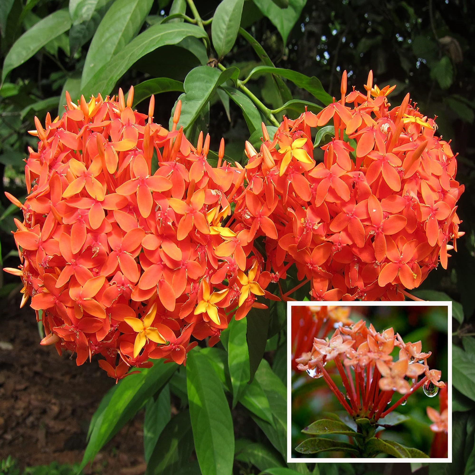 Orange Colour Ixora Rukmini Rangan Flower Shrubs Plant (1.5-3 Feet Height) - The Nursery Live