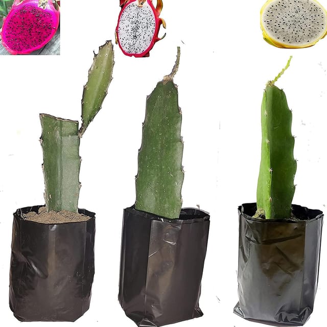 Combo White,Pink & Yellow Colombiana Dragon Fruit Cutting/Grafted Fruit Plant (1-2 Feet Height) (Pack of 3) - The Nursery Live