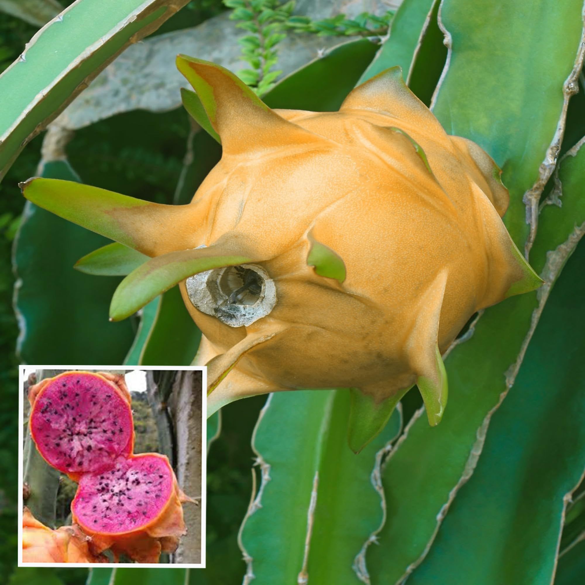 Hawaiian Orange Dragon Fruit Cutting/Grafted Fruit Plant (1-2 Feet Height) - The Nursery Live