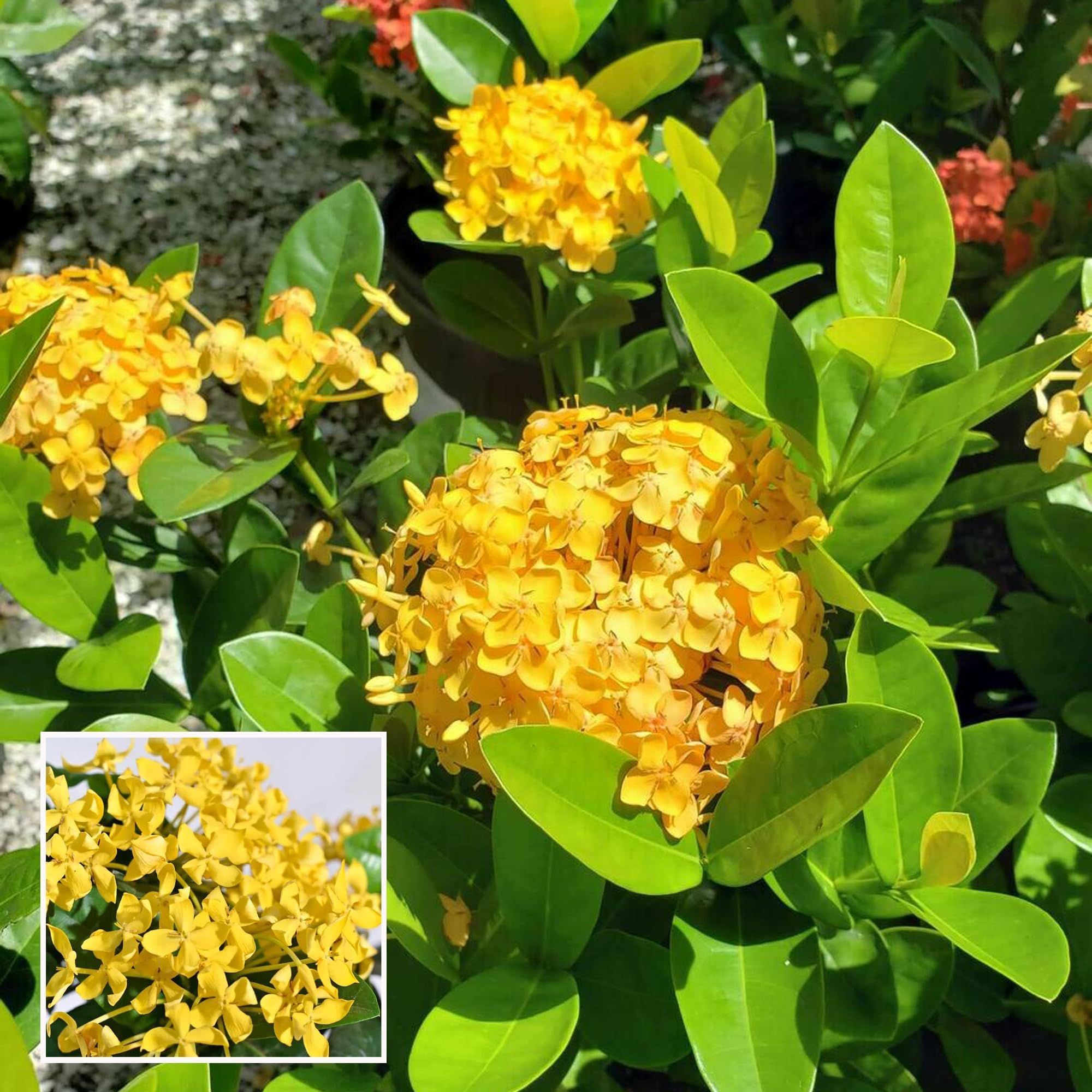 Yellow Colour Ixora Rukmini Rangan Flower Shrubs Plant (1.5-3 Feet Height) - The Nursery Live