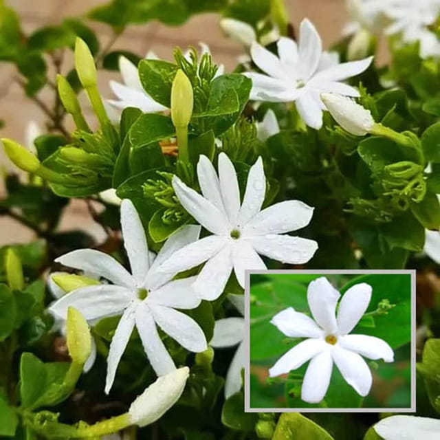 Juhi Jasminum auriculatum Fragrant Flower Plant (1-2 Feet Height) - The Nursery Live