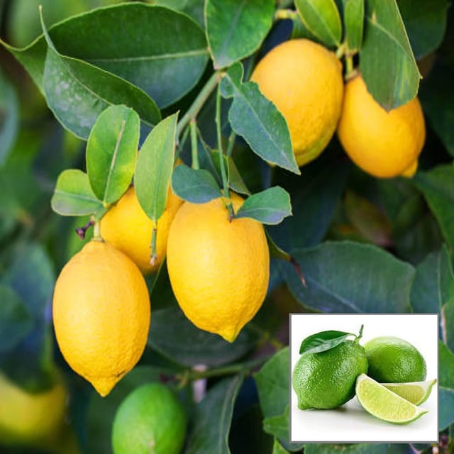 Seedless All Time Lemon Nimbu Layering/Grafted Fruit Plant (1-2 Feet Height) - The Nursery Live
