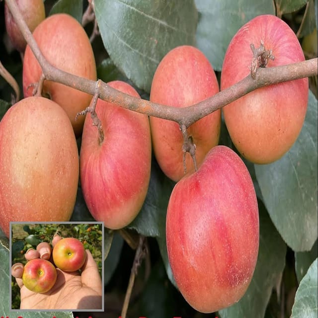 Ball Sundari Apple Ber Jujube Kul Grafted Fruit Plant (1-2 Feet Height) - The Nursery Live