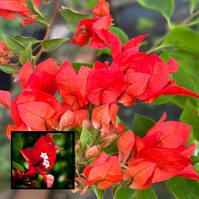 Red Colour Bougainvillea Kagoj Ful Shrubs Flower Plant (1-2 Feet Height) - The Nursery Live