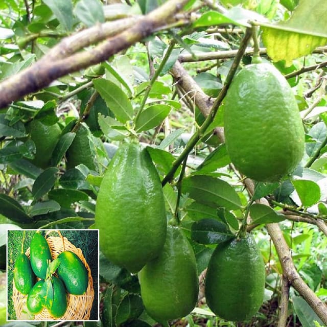 Nimbu Gandharaj Aroma king Lemon Nimbu Layering/Grafted Fruit Plant (1-2 Feet Height) - The Nursery Live