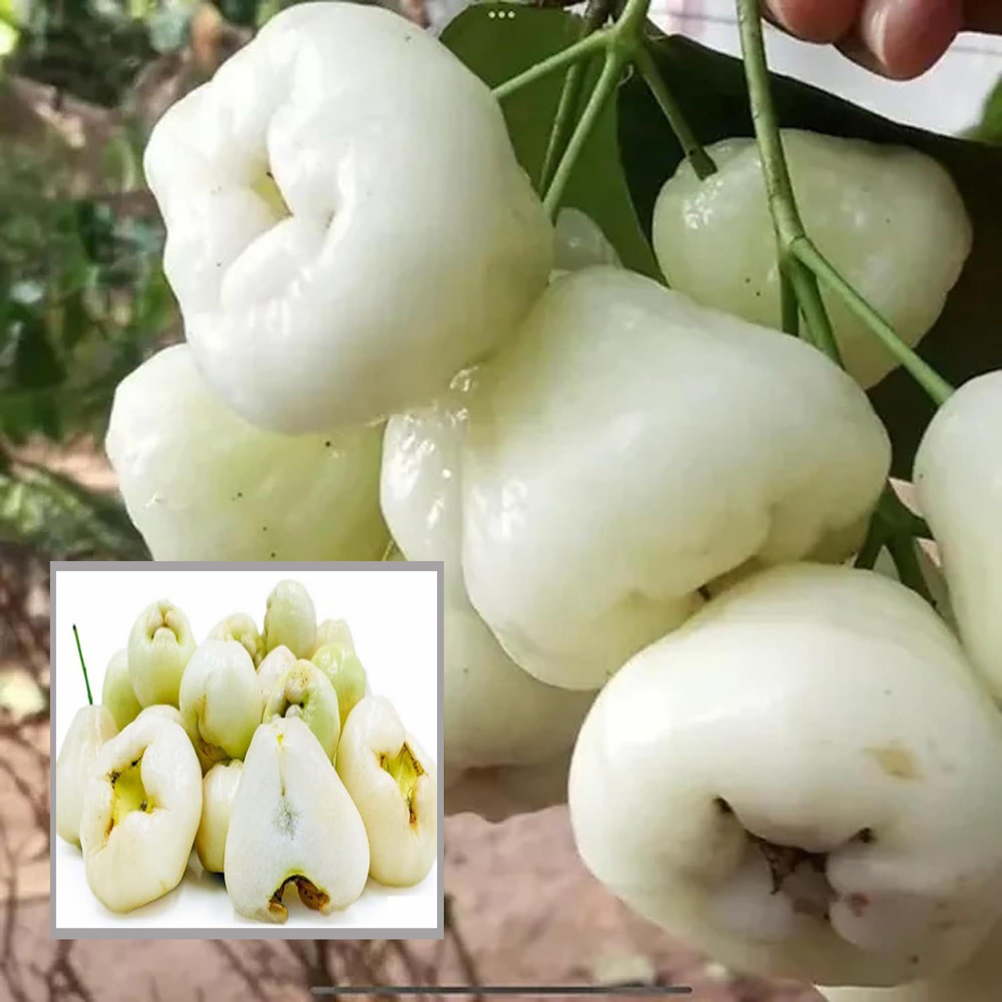 White Wax Apple Water Apple Java Apple Jamrul Chamba Layering/Grafted Fruit Plant (1.5-3 Feet Height) - The Nursery Live