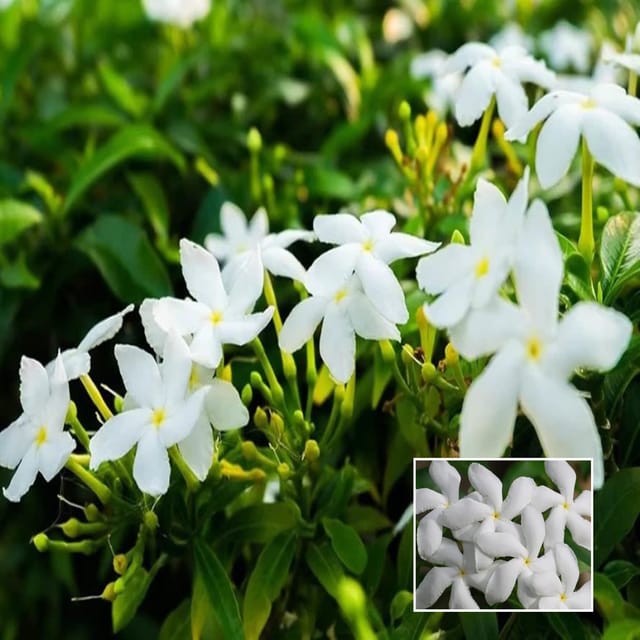 Mini Tagar Chandni Crepe Jasmine Shrubs Flower Plant (1-2 Feet Height) - The Nursery Live