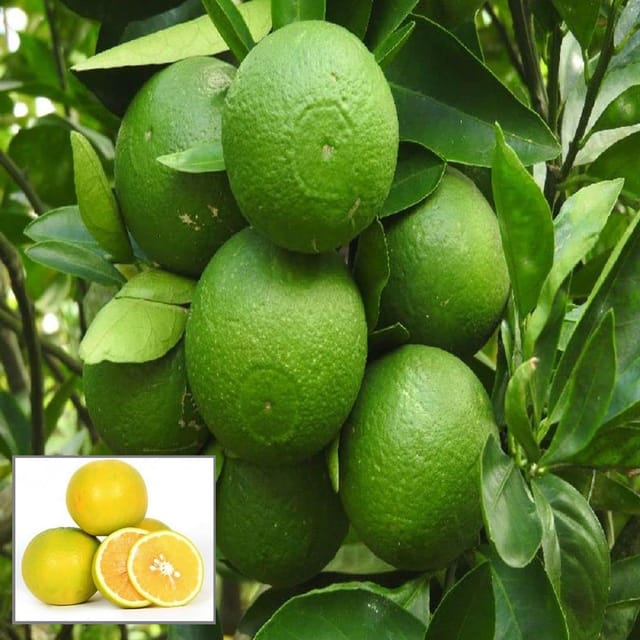 Bangladesh Bari 1 Malta Mosambi Grafted Fruit Plant (1.5-2 Feet Height) - The Nursery Live