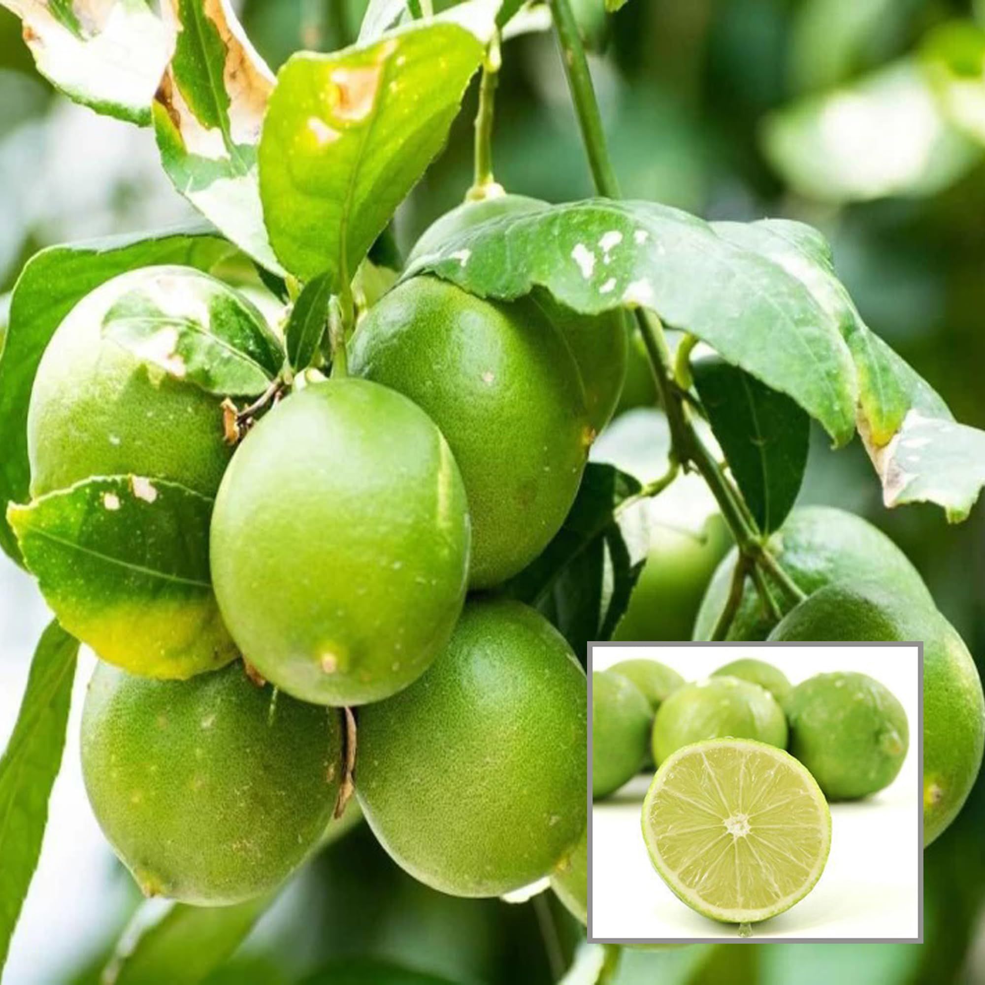 All Time Calcutta Pati Lemon Nimbu Layering/Grafted Fruit Plant (1-2 Feet Height) - The Nursery Live
