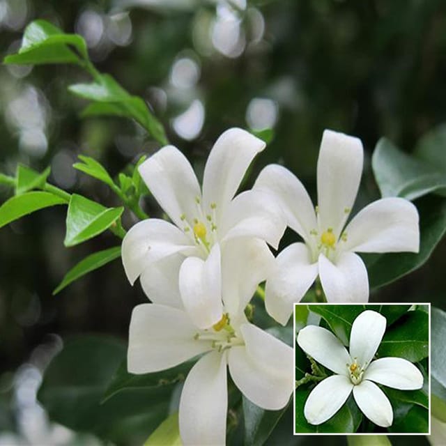 Madhu Kamini Satin Wood Kunti Fragrant Shrubs Flower Plant (1-2 Feet Height) - The Nursery Live