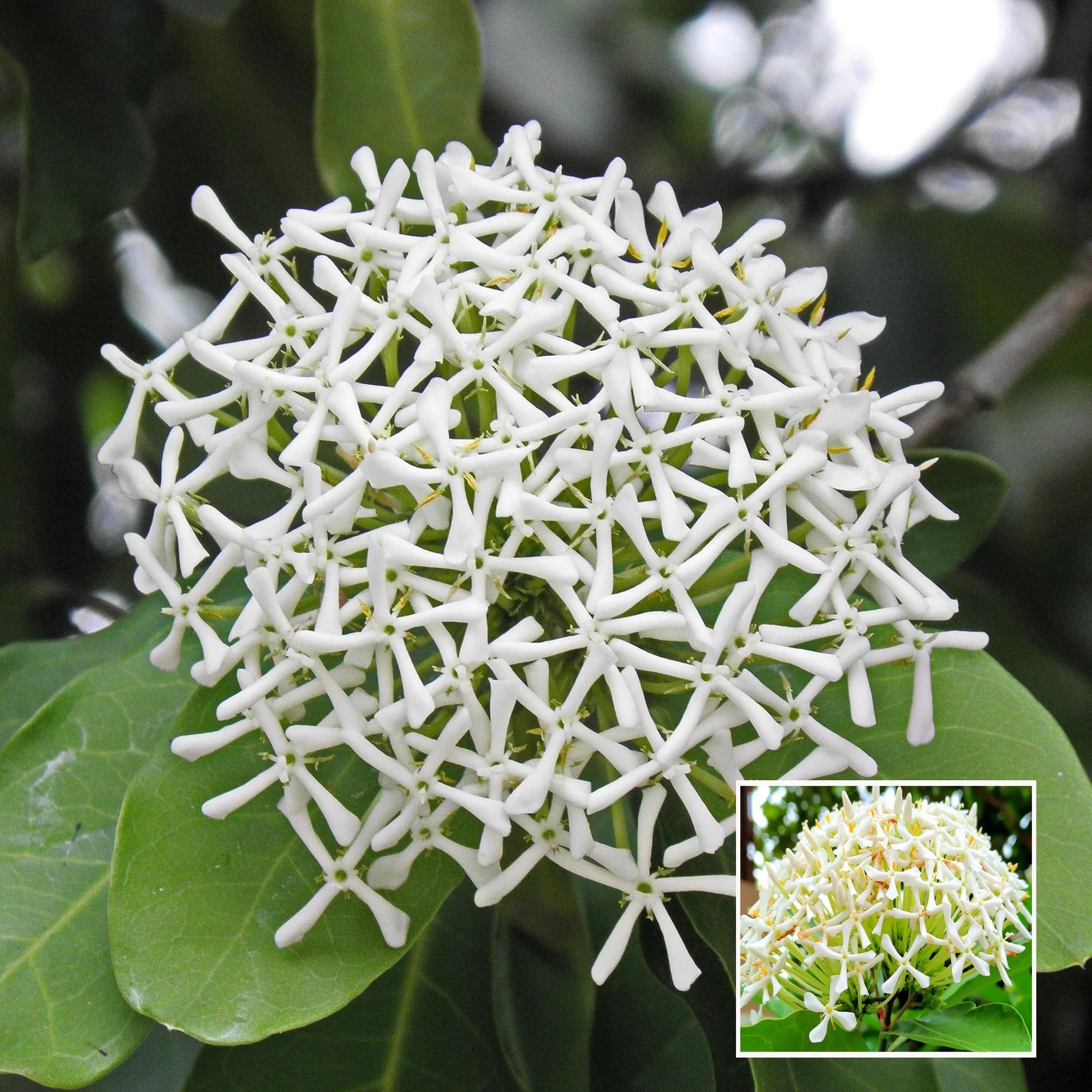 White Colour Ixora Rukmini Rangan Flower Shrubs Plant (1.5-3 Feet Height) - The Nursery Live
