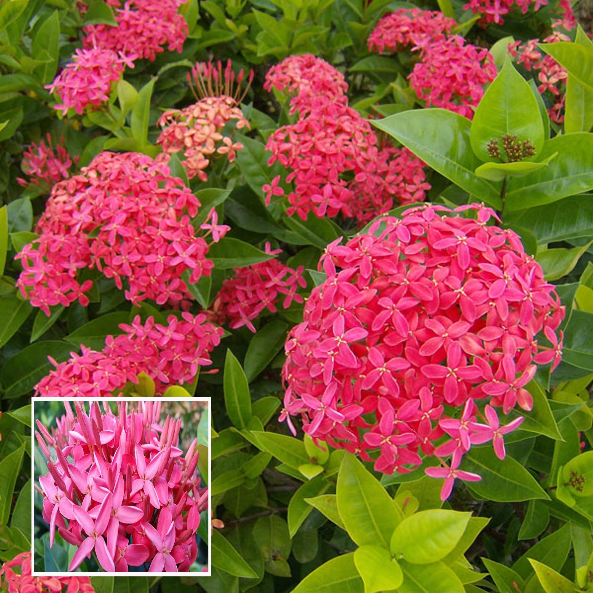 Pink Colour Ixora Rukmini Rangan Flower Shrubs Plant (1.5-3 Feet Height) - The Nursery Live