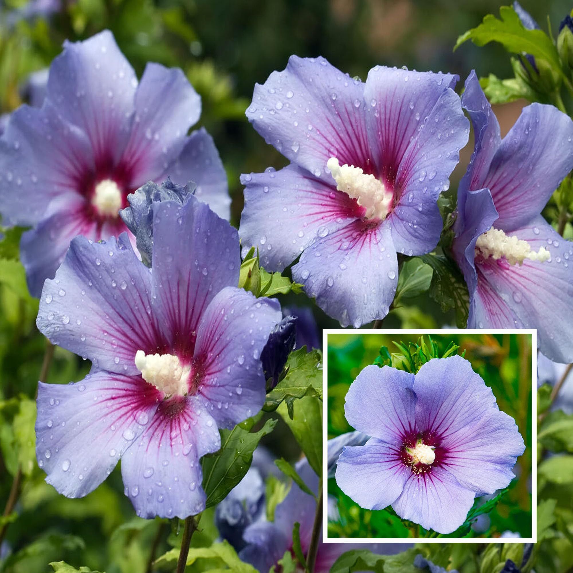 Purple Colour Hibiscus Joba Gudhal Flower Plant (1-2 Feet Height) - The Nursery Live