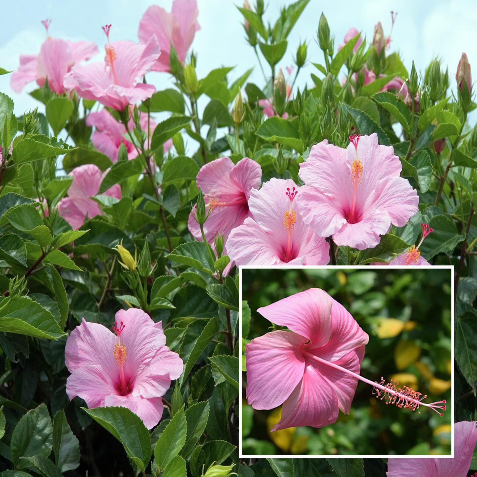Pink Colour Hibiscus Joba Gudhal Flower Plant (1-2 Feet Height) - The Nursery Live