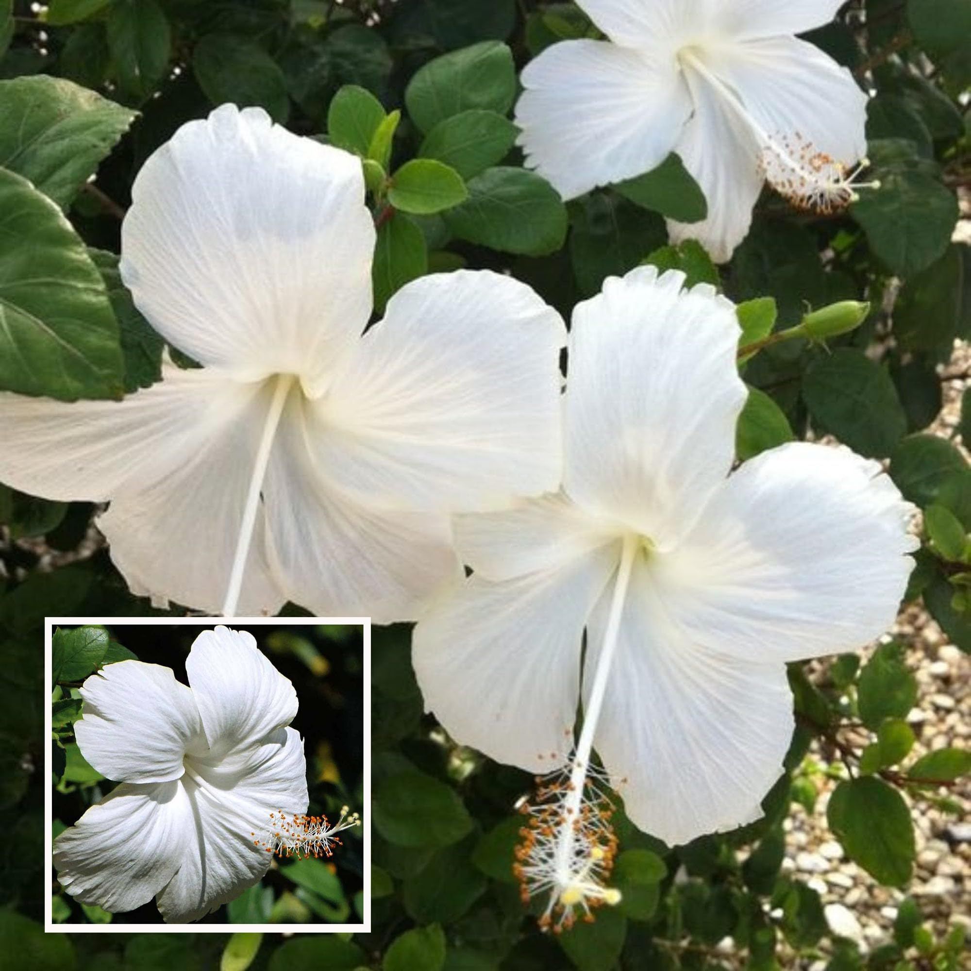 White Colour Hibiscus Joba Gudhal Flower Plant (1-2 Feet Height) - The Nursery Live