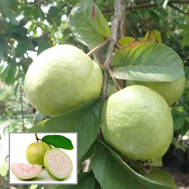 Allahabad Safeda Guava Amrood Layering/Grafted Fruit Plant (1.5-3 Feet Height) - The Nursery Live