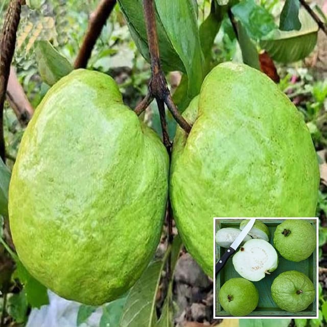 Super Kiran Thai 5 Guava Amrood Layering/Grafted Fruit Plant (1.5-3 Feet Height) - The Nursery Live